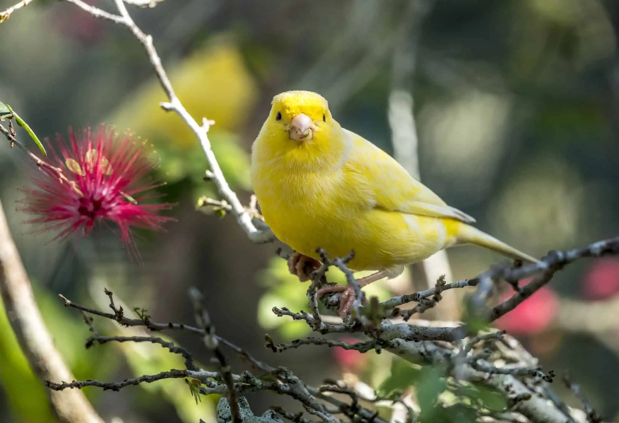 zoho for beginners canary in coalmine